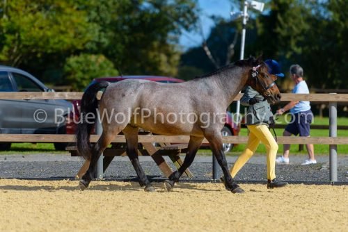 HOYS26-357