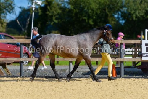 HOYS26-358