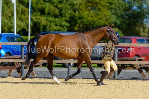 HOYS26-359