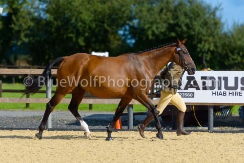 HOYS26-360