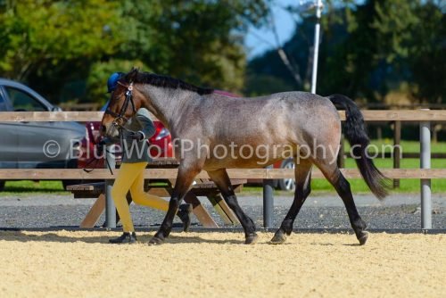 HOYS26-361