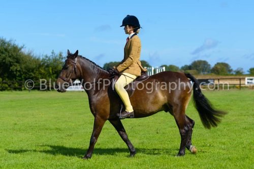 HOYS26-363