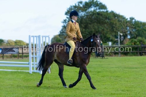 HOYS26-366