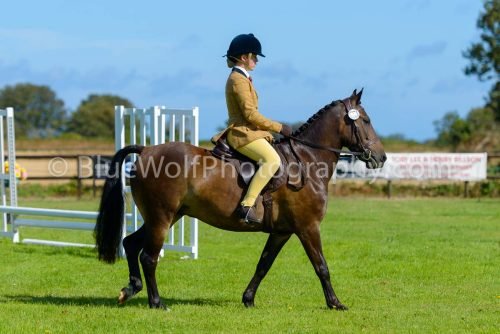 HOYS26-368