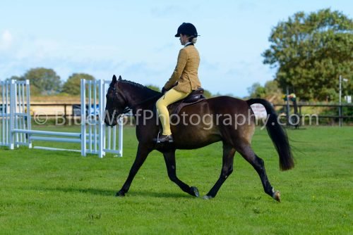 HOYS26-369