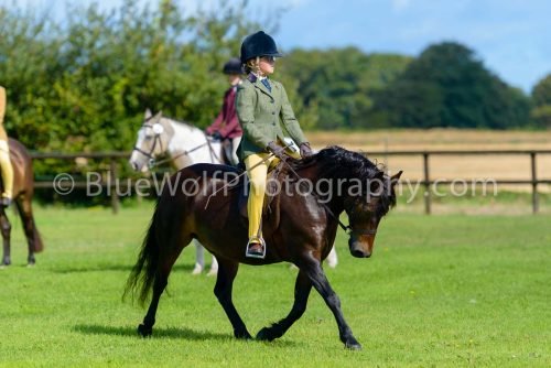 HOYS26-370