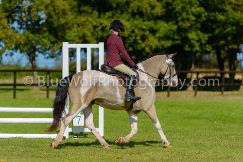 HOYS26-371