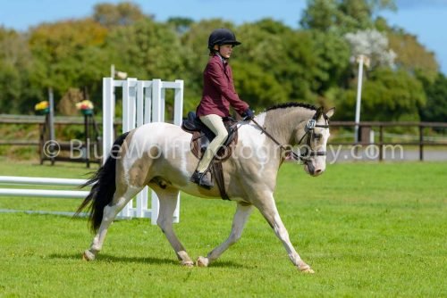 HOYS26-398