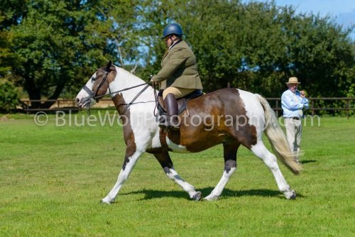 HOYS26-411