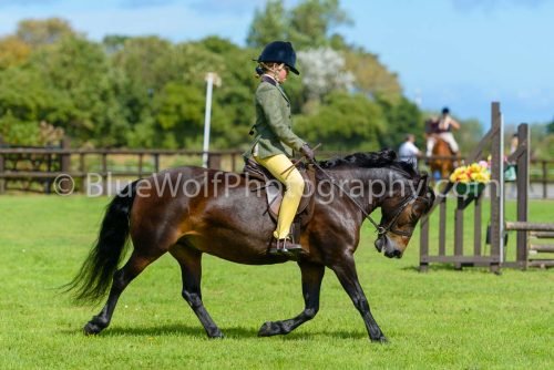 HOYS26-413