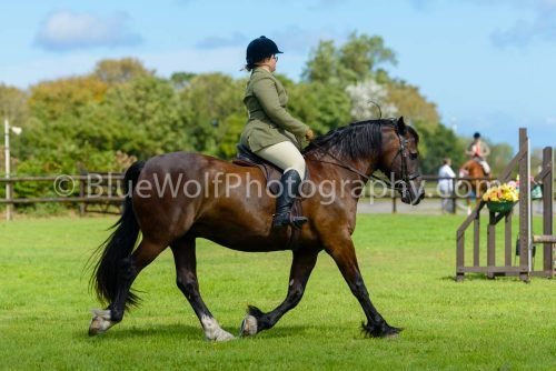 HOYS26-414