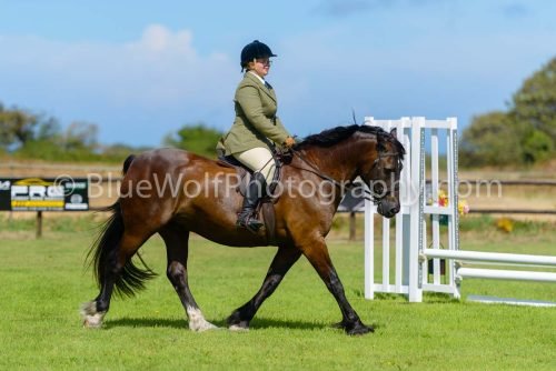 HOYS26-415
