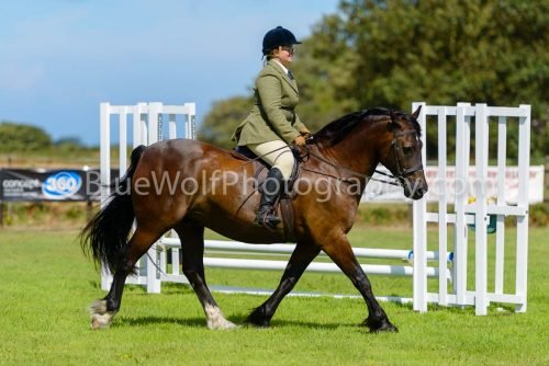 HOYS26-416