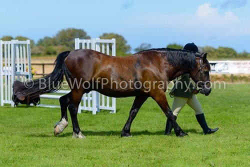 HOYS26-417