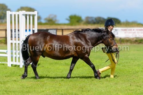 HOYS26-418