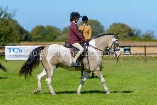 HOYS26-426