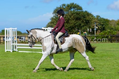 HOYS26-427