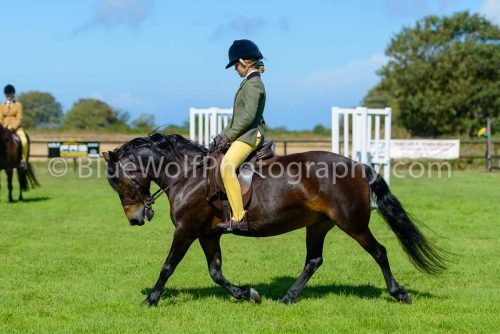 HOYS26-430