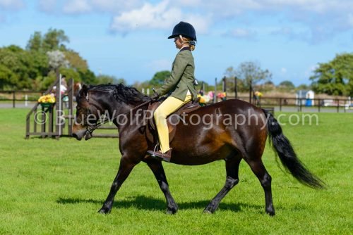 HOYS26-431