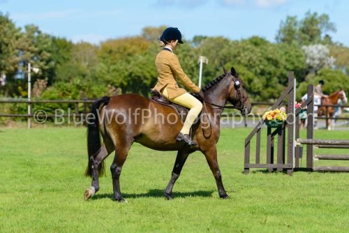 HOYS26-432