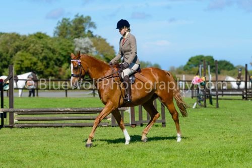 HOYS26-441