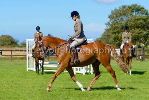 HOYS26-442