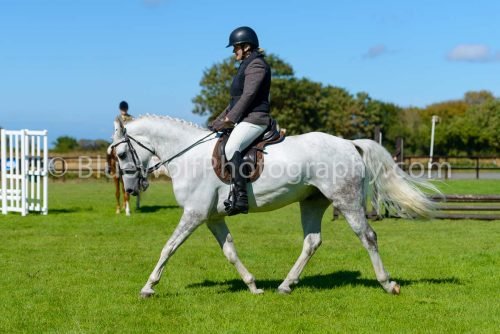 HOYS26-446