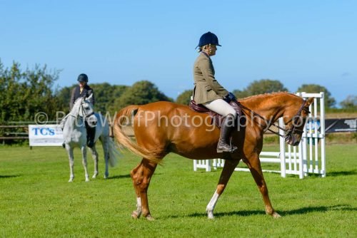 HOYS26-449