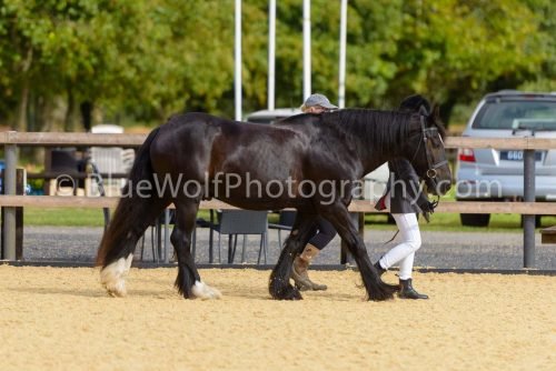 HOYS26-24