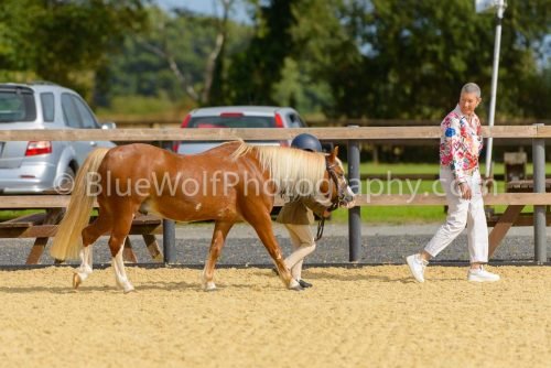 HOYS26-26