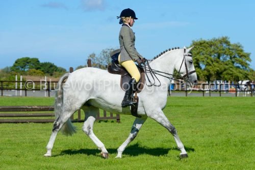 HOYS26-455