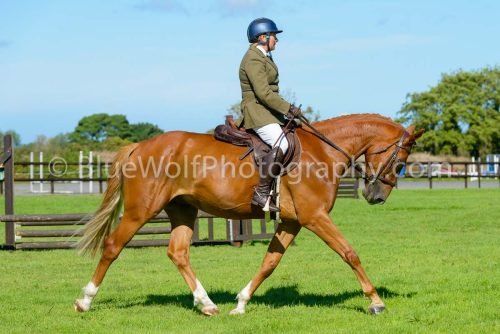 HOYS26-456