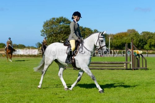 HOYS26-462