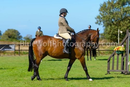 HOYS26-463
