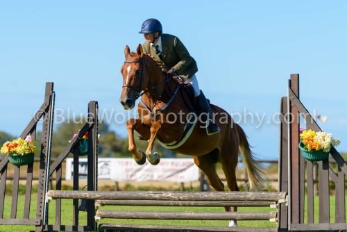 HOYS26-477