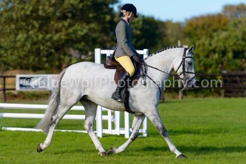 HOYS26-484