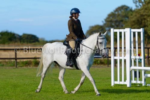 HOYS26-485