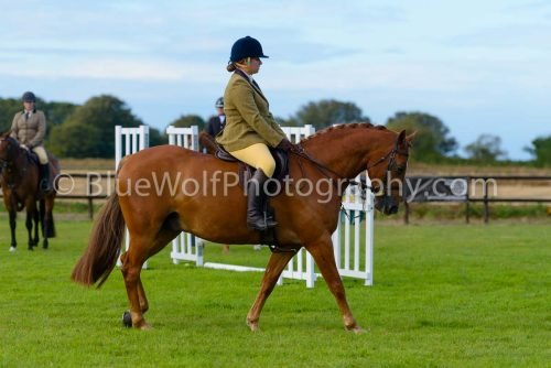 HOYS26-491