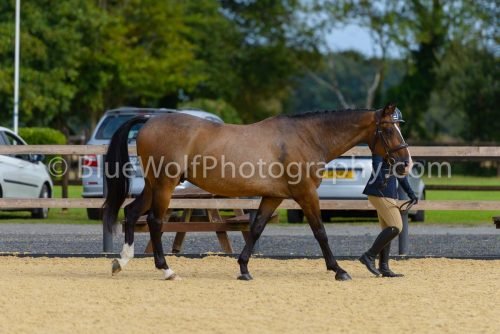 HOYS26-29