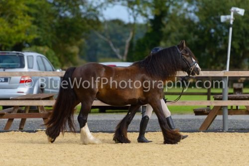 HOYS26-30