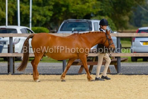 HOYS26-31