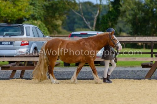 HOYS26-33