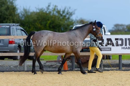 HOYS26-39