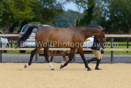 HOYS26-40