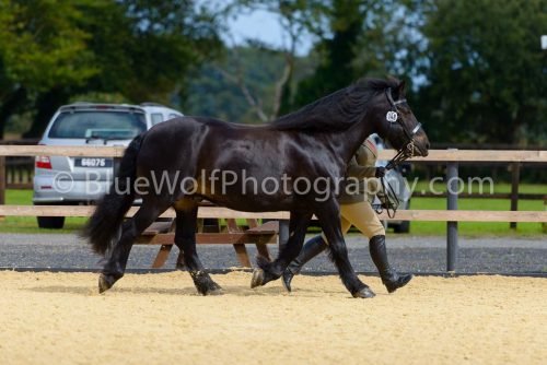 HOYS26-41
