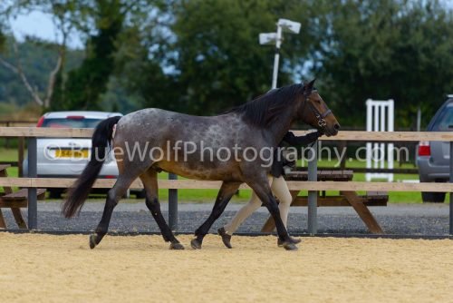 HOYS26-42