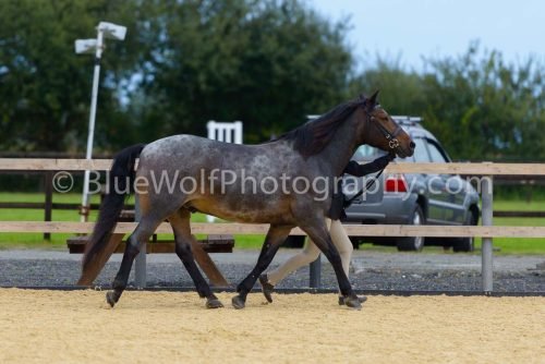 HOYS26-43