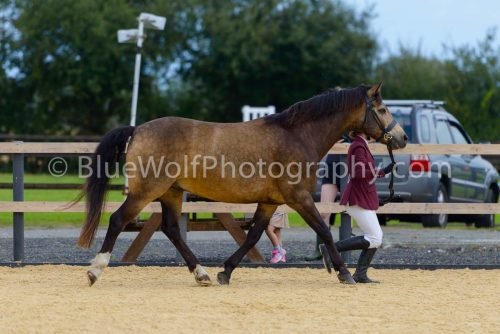 HOYS26-44