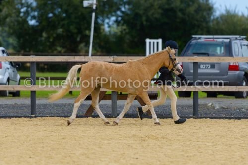 HOYS26-46