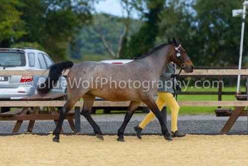 HOYS26-48